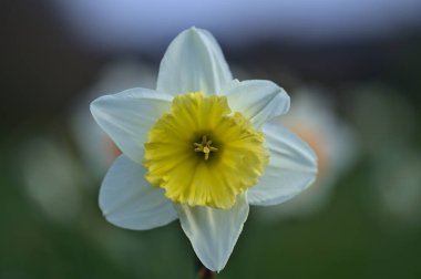 İrlanda, Marlay Park 'ta sarı koronalı bahar beyaz nergis (Narcissus) çiçeğinin güzel alçak zemin görüntüsü. Yumuşak ve seçici odaklanma. Çiçekler Ülkesi. Beyaz çiçekler
