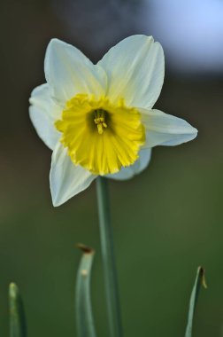 İrlanda Marlay Park, Dublin 'de sarı koronalı tek bir bahar beyaz nergis (Narcissus) çiçeğinin güzel alçak zemin dikey makro görüntüsü. Yumuşak ve seçici odaklanma. Çiçekler Ülkesi. Beyaz çiçek