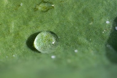 Yeşil süper hidrofobik bahar bahçesi lale yapraklarının güzel yakın plan görüntüsü. Dublin, İrlanda 'da sabah çiyinin tek damla suyuyla birlikte. Yumuşak ve seçici odaklanma. Yüksek çözünürlüklü makro