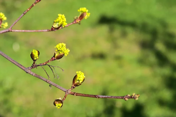 緑のぼやけた背景に美しいクローズアップビュー春のカエデ Acer の木の芽バルティア ダブリン アイルランド 柔らかくて選択的なフォーカスマクロ — ストック写真