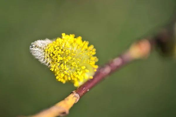 Piękny Widok Bliska Wiosna Szybko Rosnące Pąki Wierzby Zielonym Tle — Zdjęcie stockowe