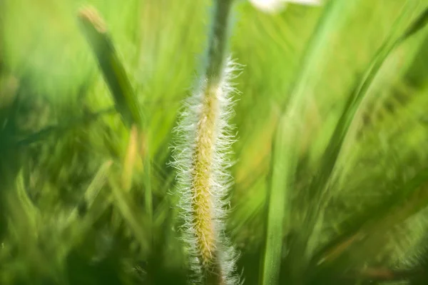 Hermosa Vista Macro Diminuto Tallo Peludo Pequeña Flor Manzanilla Bajo — Foto de Stock