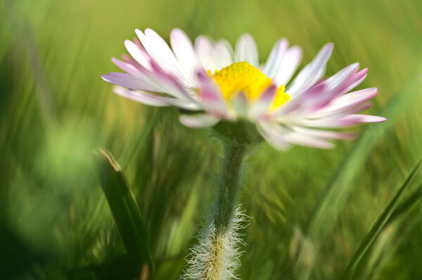 Beautiful profile macro view of small single low growing chamomile (Mayweed) flower with pink colored petals on green blurry background, Dublin, Ireland. Soft and selective focus. High resolution