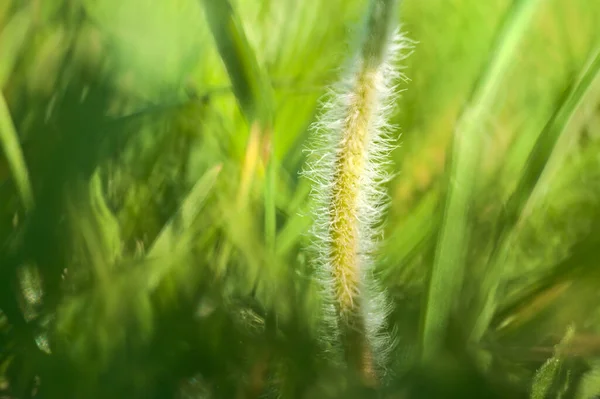 Hermosa Vista Macro Diminuto Tallo Peludo Pequeña Flor Manzanilla Bajo — Foto de Stock