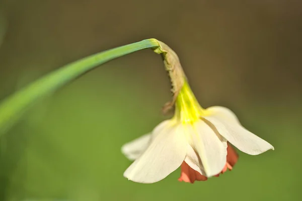 Hermosa Vista Perfil Macro Una Sola Flor Narciso Primavera Narcissus —  Fotos de Stock