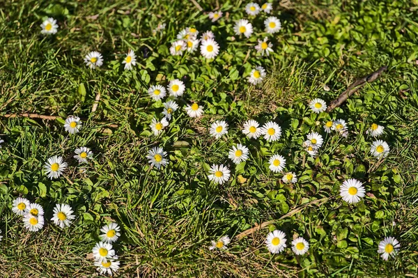 Piękny Widok Wielu Małych Pojedynczych Nisko Rosnących Kwiatów Rumianku Mayweed — Zdjęcie stockowe