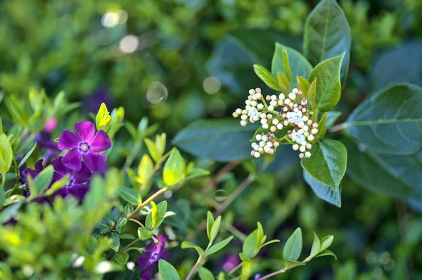 Όμορφη Κοντινή Άποψη Του Βιολετί Κοινή Periwinkle Vinca Apocynaceae Λουλούδια — Φωτογραφία Αρχείου