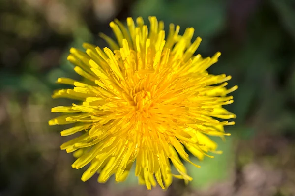 Hermosa Vista Cerca Una Sola Primavera Diente León Amarillo Taraxacum —  Fotos de Stock