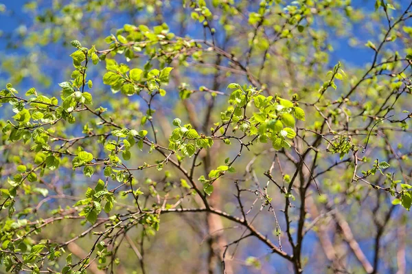 Bela Vista Brilhante Closeup Bétula Jovem Primavera Luz Folhas Verdes — Fotografia de Stock