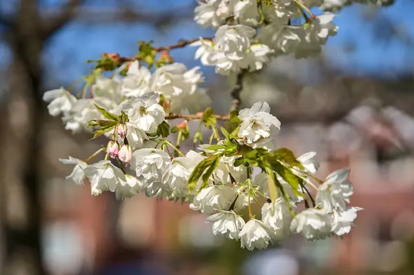 Beautiful Blurry Closeup View Delicate Spring White Cherry Prunus Shogetsu — Stock Photo, Image