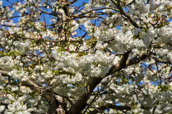 Beautiful Closeup View Delicate Spring White Cherry Prunus Shogetsu Oku — Stock Photo, Image