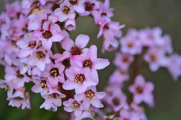 Güzel Yakın Çekim Baharı Küçük Pembe Domuz Ciyaklaması Bergenia Çiçekleri — Stok fotoğraf