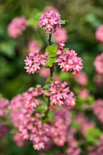 Vacker Närbild Våren Syn Vilda Röda Blommande Vinbär Ribes Sanguineum — Stockfoto