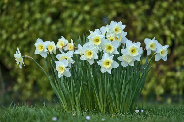 İrlanda, Dublin 'deki Marlay Park' ta sarı koronalı bahar beyaz nergisleri (Narcissus) çok güzel bir yakın plan görüntüsü. Yumuşak ve seçici odaklanma. Çiçekler Ülkesi. Beyaz çiçek demeti