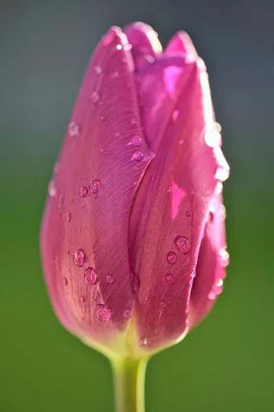 Schöne Nahaufnahme Von Einzelnen Rosa Super Hydrophoben Frühling Garten Tulpenblätter — Stockfoto