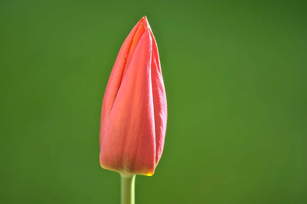 Schöne Nahaufnahme Profil Vertikale Ansicht Der Einzelnen Frühling Rot Ungeöffnete — Stockfoto