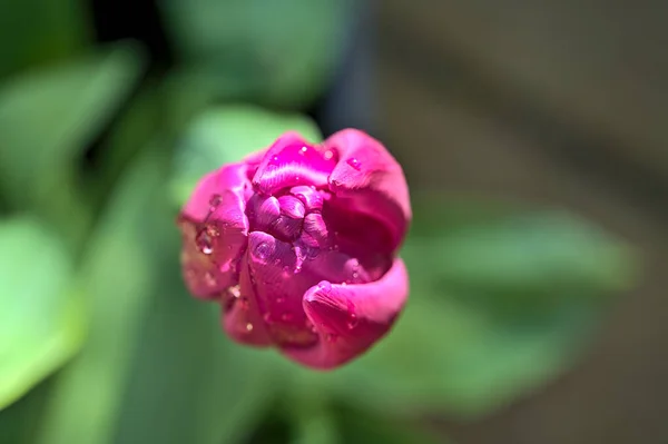 Schöne Nahaufnahme Von Oben Auf Einzelne Rosa Super Hydrophoben Frühling — Stockfoto