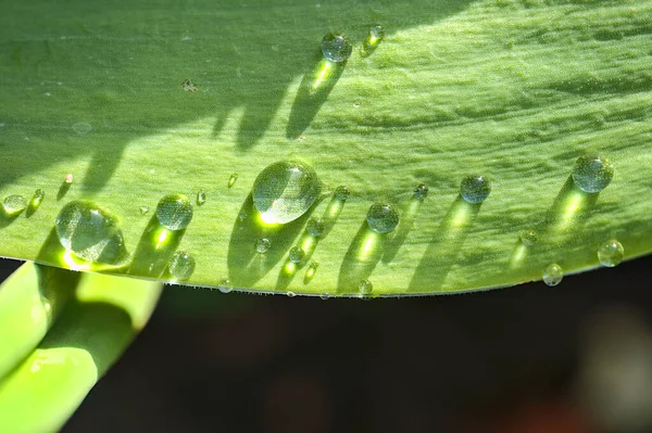 Beautiful Close Seup View Green Super Hydrophobic Spring Garden Tulip — стоковое фото