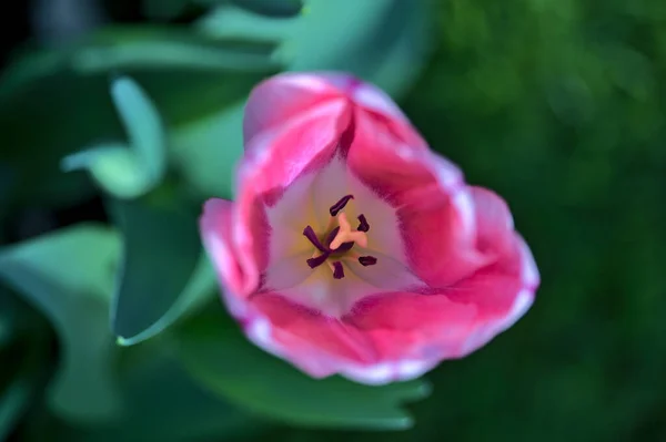 Piękny Widok Bliska Góry Wiosna Różowy Biały Żółte Płatki Tulipanów — Zdjęcie stockowe