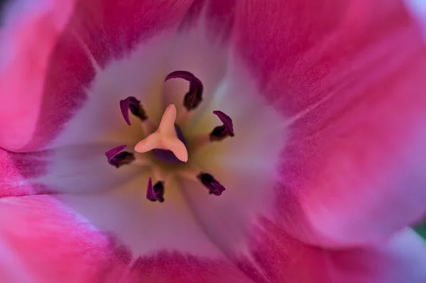 Schöne Makro Ansicht Von Frühling Rosa Weißen Gelben Tulpenblättern Garten — Stockfoto
