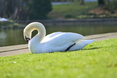 Dublin, İrlanda 'daki üniversite kampüsünde gölün yanındaki çimlerin üzerinde dinlenen büyük beyaz kuğunun (Cygnus) güzel yakın plan görüntüsü. Yumuşak ve seçici odak