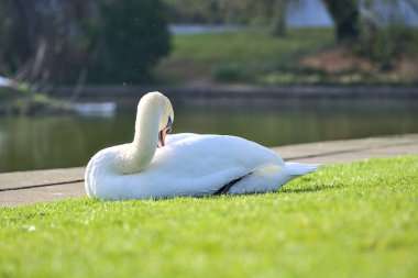 Dublin, İrlanda 'daki üniversite kampüsünde gölün yanındaki çimlerin üzerinde dinlenen büyük beyaz kuğunun (Cygnus) güzel yakın plan görüntüsü. Yumuşak ve seçici odak