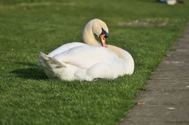 Dublin, İrlanda 'daki üniversite kampüsünde gölün yanındaki çimlerin üzerinde dinlenen büyük beyaz kuğunun (Cygnus) güzel yakın plan görüntüsü. Yumuşak ve seçici odak