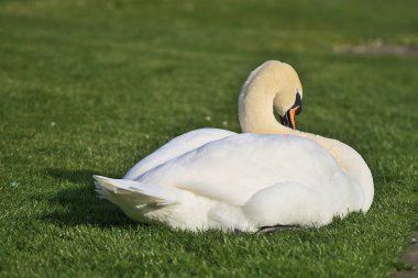 Dublin, İrlanda 'daki üniversite kampüsünde gölün yanındaki çimlerin üzerinde dinlenen büyük beyaz kuğunun (Cygnus) güzel yakın plan görüntüsü. Yumuşak ve seçici odak