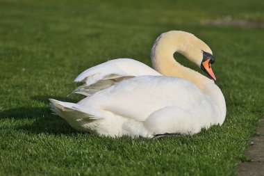 Dublin, İrlanda 'daki üniversite kampüsünde gölün yanındaki çimlerin üzerinde dinlenen büyük beyaz kuğunun (Cygnus) güzel yakın plan görüntüsü. Yumuşak ve seçici odak