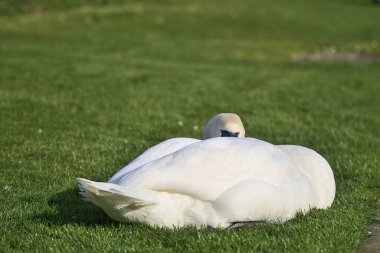 Dublin, İrlanda 'daki üniversite kampüsünde gölün yanındaki çimlerin üzerinde dinlenen büyük beyaz kuğunun (Cygnus) güzel yakın plan görüntüsü. Yumuşak ve seçici odak