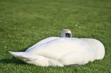 Dublin, İrlanda 'daki üniversite kampüsünde gölün yanındaki çimlerin üzerinde dinlenen büyük beyaz kuğunun (Cygnus) güzel yakın plan görüntüsü. Yumuşak ve seçici odak