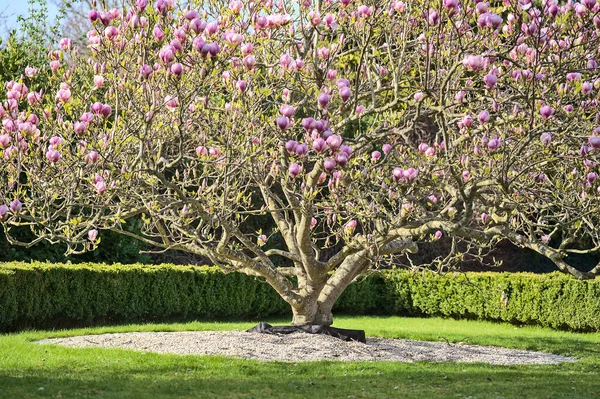 Vacker Avlägsen Utsikt Över Breda Lågväxande Rosa Kinesisk Tefat Magnolia — Stockfoto