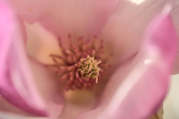 Schöne Makro Ansicht Der Rosa Chinesischen Untertasse Magnolie Magnolia Soulangeana — Stockfoto