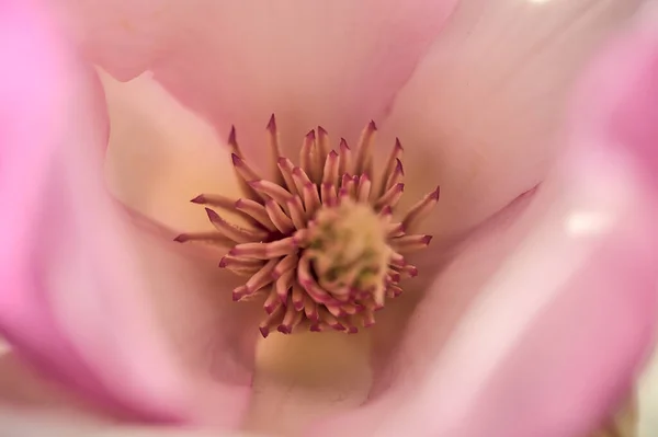 Schöne Makro Ansicht Der Rosa Chinesischen Untertasse Magnolie Magnolia Soulangeana — Stockfoto