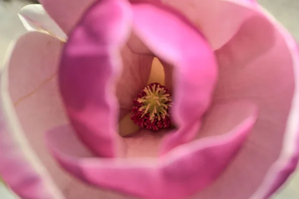 Schöne Makro Ansicht Der Rosa Chinesischen Untertasse Magnolie Magnolia Soulangeana — Stockfoto