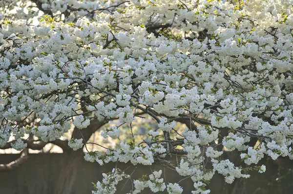 Beautiful Closeup View Delicate Spring White Cherry Prunus Shogetsu Oku — Stock Photo, Image