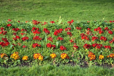 İrlanda, Dublin 'deki Herbert Park' taki kırmızı ve sarı menekşelerin (Viola) güzel yakın plan görüntüsü. Yumuşak ve seçici odaklanma. Çiçekler Ülkesi. Mor çiçekler
