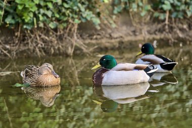 Herbert Park, Dublin, İrlanda 'daki gölet suyuna yansıyan üç huzurlu ördeğin (Mallard) güzel yakın çekim görüntüsü. Yumuşak ve seçici odak