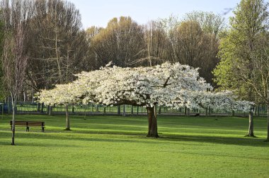 İrlanda 'nın başkenti Dublin' de, Herbert Park 'ta çiçek açan tek bir bankın dikiz manzarası, narin beyaz kiraz (Prunus Shogetsu Oku Miyako). Yumuşak ve seçici odak