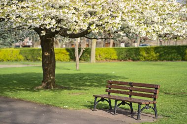 Narin beyaz kiraz (Prunus Shogetsu Oku Miyako), İrlanda 'nın başkenti Dublin' deki Herbert Park 'ta çiçek açan ağaçların yanında güzel bir bahar manzarası. Yumuşak ve seçici odak