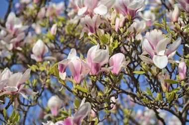 İrlanda 'nın güney Dublin kentinde çiçek açan pembe çin dairesi manolyasının (Magnolia Soulangeana) güzel yakın plan görüntüsü. Yumuşak ve seçici odak