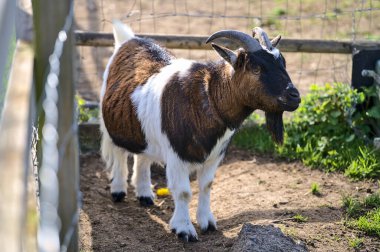 Dublin, İrlanda 'daki Goatstown çiftliğindeki ahşap çitin yanındaki keçi manzarası çok güzel. Yumuşak ve seçici odak