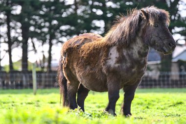 Dublin, İrlanda 'daki Goatstown çiftliğinde gün ışığının tadını çıkaran sevimli koyu kahverengi shetland midillisinin güzel yakın plan görüntüsü. Yumuşak ve seçici odaklanma. Evcil hayvanlar.