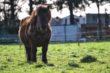 Dublin, İrlanda 'daki Goatstown çiftliğinde gün ışığının tadını çıkaran sevimli koyu kahverengi shetland midillisinin güzel yakın plan görüntüsü. Yumuşak ve seçici odaklanma. Evcil hayvanlar.