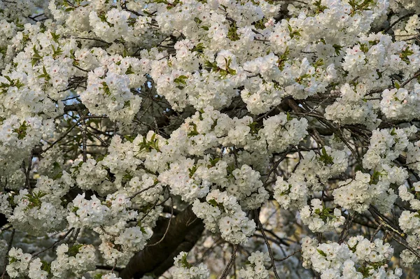 Vacker Närbild Känsliga Våren Vita Körsbär Prunus Shogetsu Oku Miyako — Stockfoto