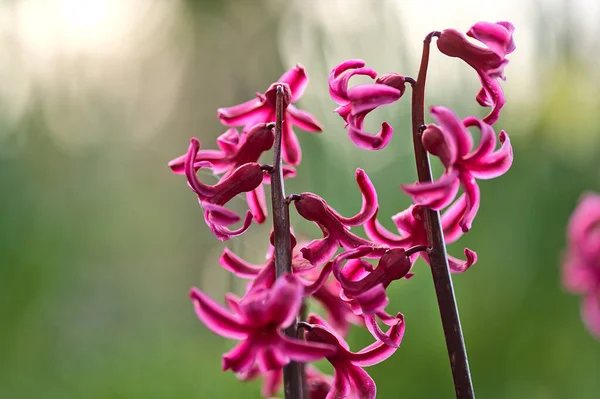 Herbert Park Dublin Rlanda Yetişen Mor Sümbül Hyacinthus Bahar Çiçeklerinin — Stok fotoğraf