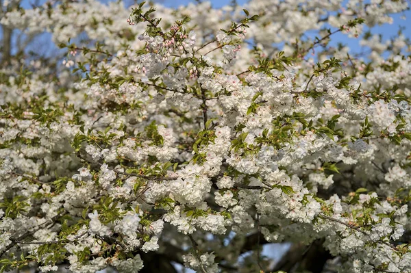 Beautiful Closeup View Delicate Spring White Cherry Prunus Shogetsu Oku — Stock Photo, Image