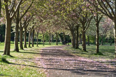 Çiçekli pembe kiraz (Prunus Shogetsu Oku Miyako) ağaçlarının güzel bahar manzarası COVID-19 tecridi sırasında, Herbert Park, Dublin, İrlanda 'da neredeyse boş sokak ve patika. Yumuşak ve seçici odak