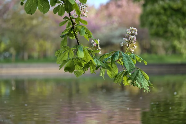 Beautiful Cloesup Blurry View Chestnut Tree Blossoms Blooming Herbert Ark — Stock Photo, Image