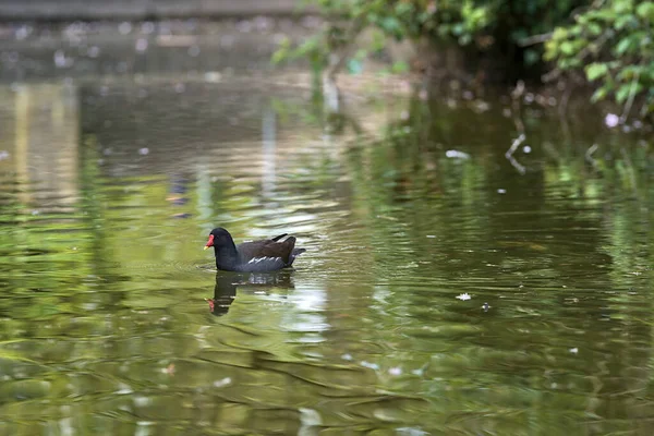 Herbert Park, Dublin, İrlanda 'daki gölet suyunda açan bahar ağaçlarının yansımasıyla huzurlu bir şekilde dinlenen kır tavuğunun (Gallinula kloropus) güzel manzarası. Yumuşak ve seçici odak